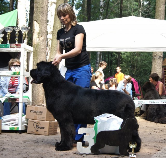 Фото: ньюфаундленд Смигар Грейт Саксэс