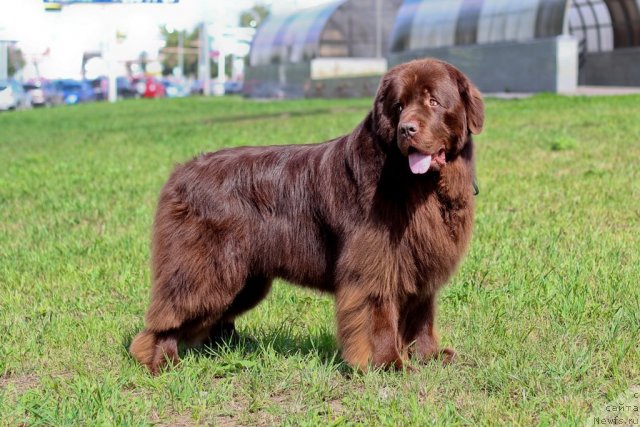 Фото: ньюфаундленд Лесная Сказка Королевский Медведь (Lesnaja Skazka Korolevskiy Medved)