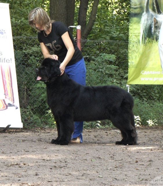 Фото: ньюфаундленд Смигар Грейт Саксэс