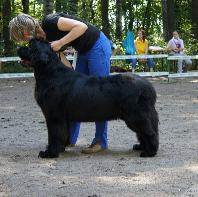 Фото: ньюфаундленд Смигар Грейт Саксэс