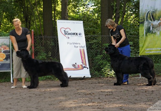 Фото: ньюфаундленд Дар Свезы Юриель Корона Бореалис (Dar Svezy Uriel Korona Borealis), ньюфаундленд Смигар Грейт Саксэс