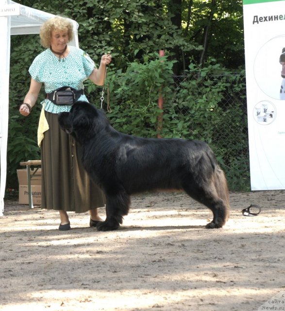 Фото: ньюфаундленд Акватория Келвин Кадриль (Aquatoriya Kelvin Kadril)