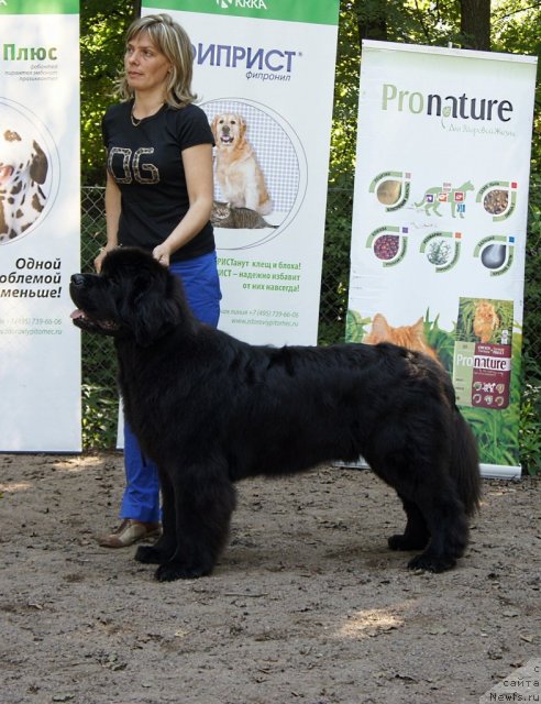 Фото: ньюфаундленд Смигар Гордон-Феллоу (Smigar Gordon Fellow)