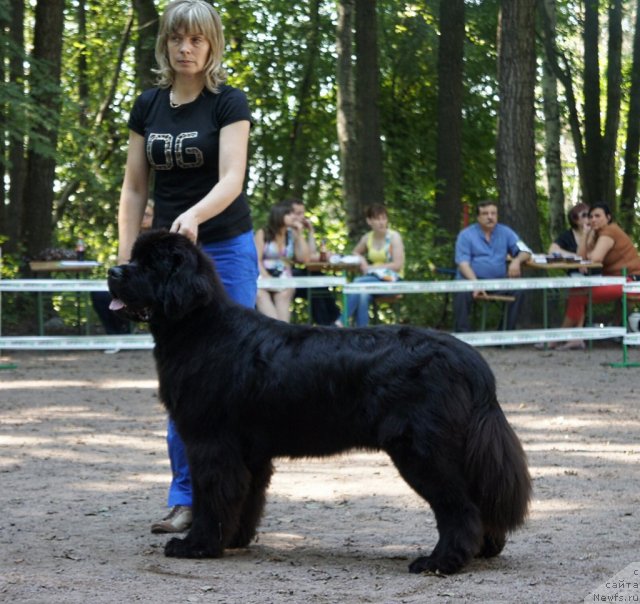 Фото: ньюфаундленд Смигар Гордон-Феллоу (Smigar Gordon Fellow)