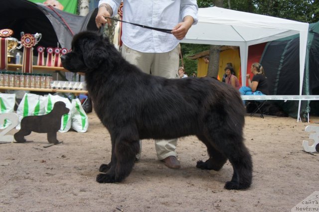 Фото: ньюфаундленд Калина Красная из Антаграда