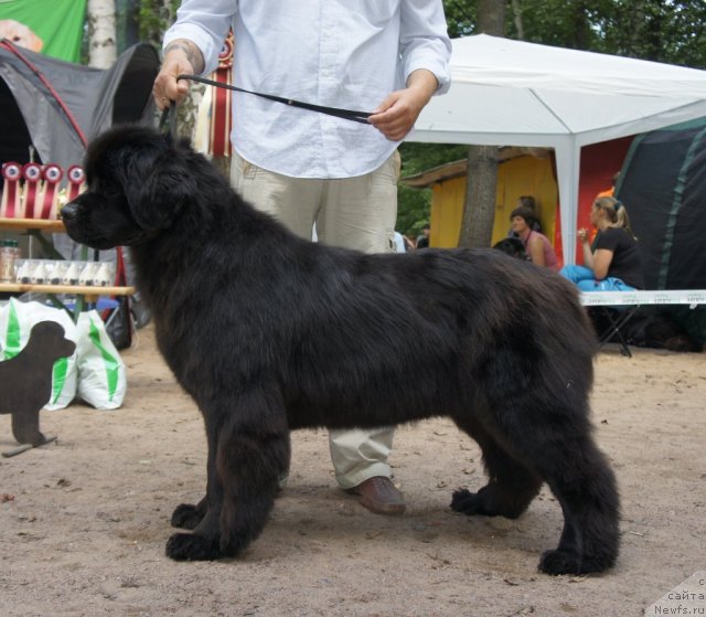 Фото: ньюфаундленд Калина Красная из Антаграда