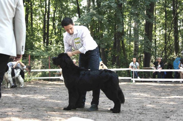 Фото: ньюфаундленд Смигар Одна на Миллион