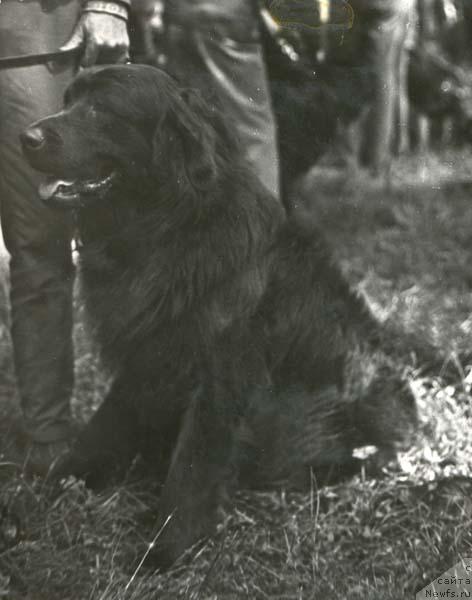 Фото: ньюфаундленд Ной