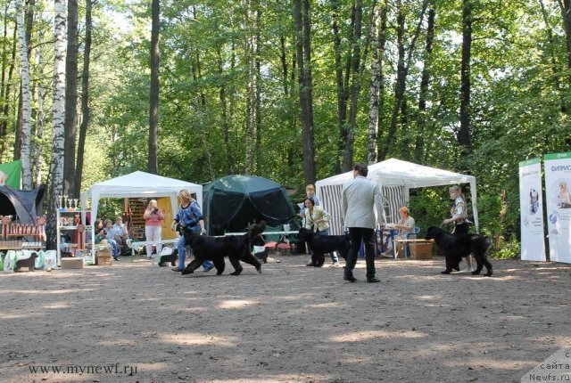 Фото: ньюфаундленд King of Helluland Over Ruled