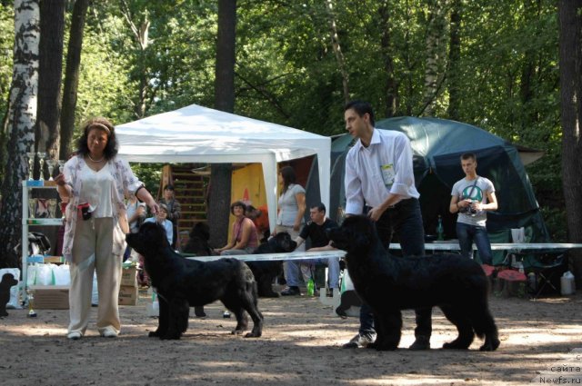 Фото: ньюфаундленд Белкондер-Клаб Угли-Бугли (Belkonder-Club Ugli-Boogli), ньюфаундленд Смигар Северная Верона
