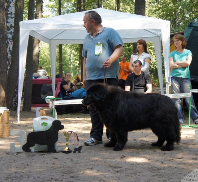 Фото: ньюфаундленд Смигар Талара