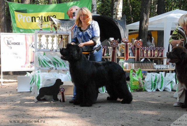 Фото: ньюфаундленд Сент Джонс Хаммер (Sent Djons Hummer)