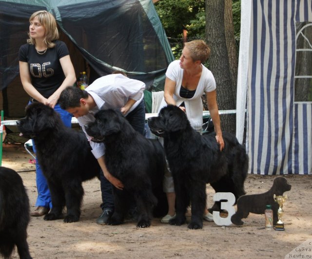 Фото: ньюфаундленд Смигар Гордон-Феллоу (Smigar Gordon Fellow), ньюфаундленд Смигар Грейт Саксэс, ньюфаундленд Смигар Империя Страсти