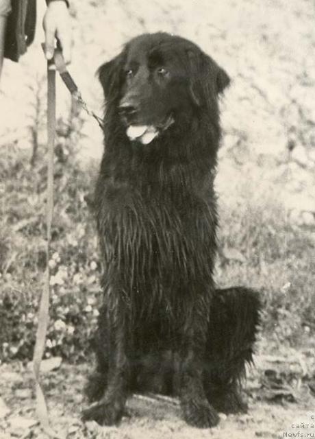 Фото: ньюфаундленд Николь