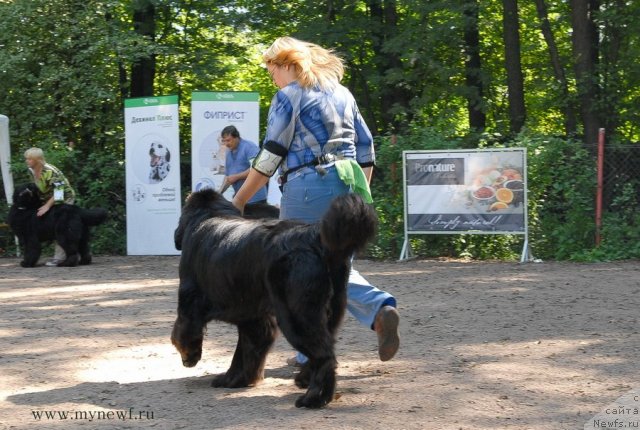 Фото: ньюфаундленд Kloofbears My Dream for Sent Djons