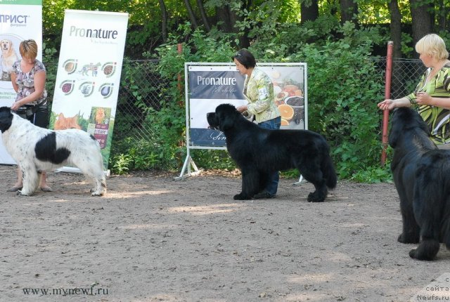 Фото: ньюфаундленд Kloofbears Lancelot for Sent Djons
