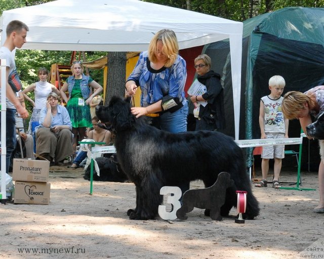 Фото: ньюфаундленд Сент Джонс Хаммер (Sent Djons Hummer)