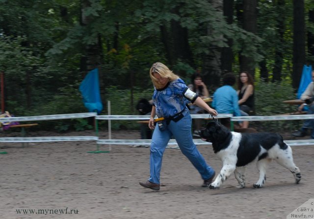 Фото: ньюфаундленд Threeponds Sunny Flower for Sent Djons