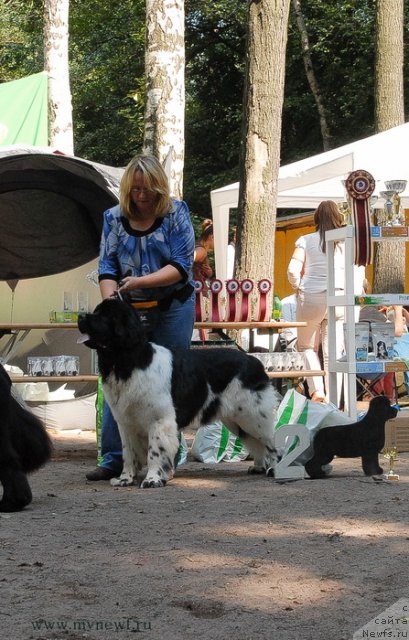 Фото: ньюфаундленд Threeponds Sunny Flower for Sent Djons