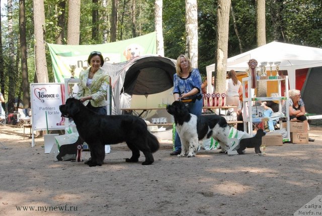 Фото: ньюфаундленд Threeponds Sunny Flower for Sent Djons