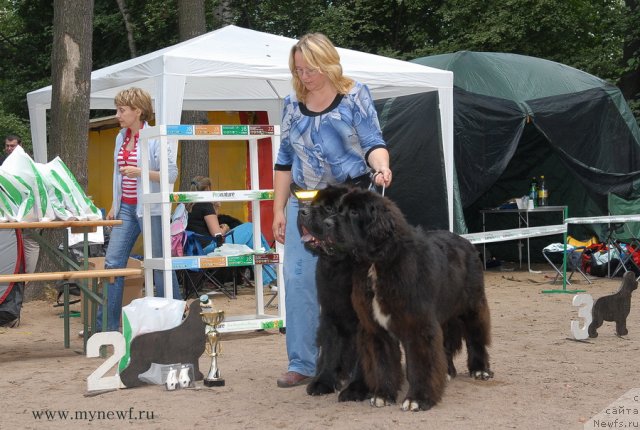 Фото: ньюфаундленд Kloofbears My Dream for Sent Djons, ньюфаундленд King of Helluland Over Ruled