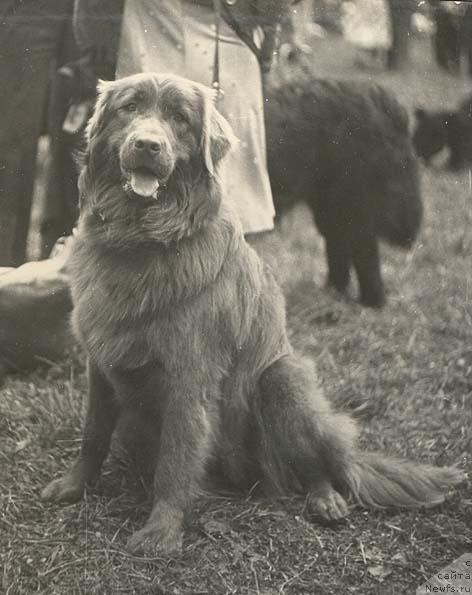 Фото: ньюфаундленд Ника