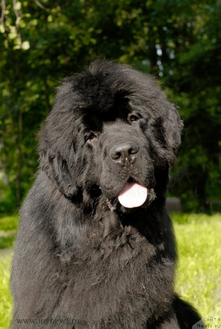 Фото: ньюфаундленд Сент Джонс Хаммер (Sent Djons Hummer)