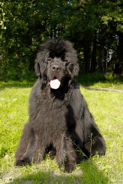 Фото: ньюфаундленд Сент Джонс Хаммер (Sent Djons Hummer)