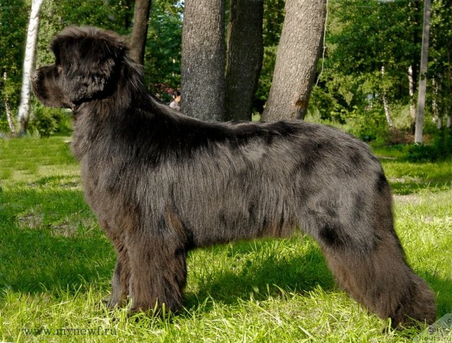 Фото: ньюфаундленд Сент Джонс Хаммер (Sent Djons Hummer)