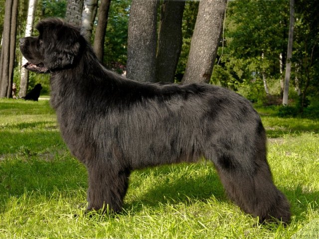 Фото: ньюфаундленд Сент Джонс Хаммер (Sent Djons Hummer)