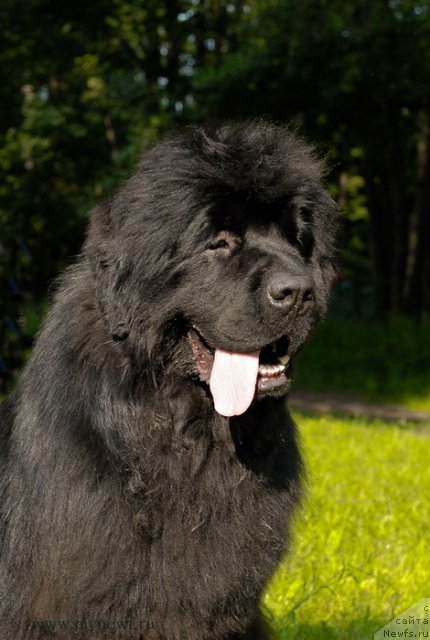 Фото: ньюфаундленд Сент Джонс Хаммер (Sent Djons Hummer)