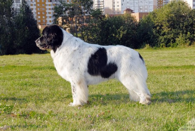 Фото: ньюфаундленд Kloofbears Lancelot for Sent Djons