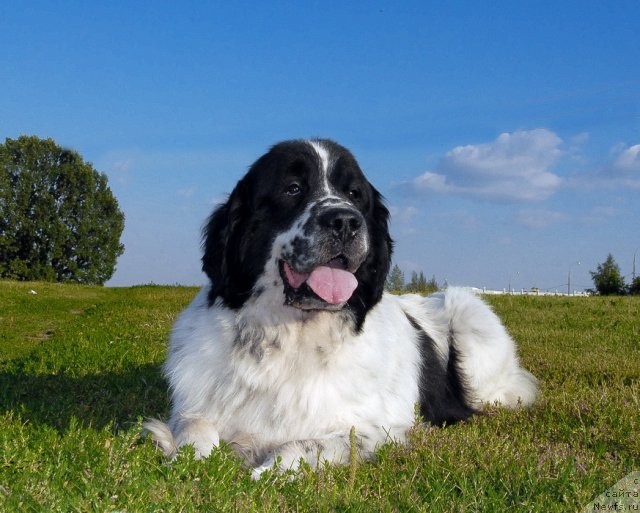 Фото: ньюфаундленд Kloofbears Lancelot for Sent Djons