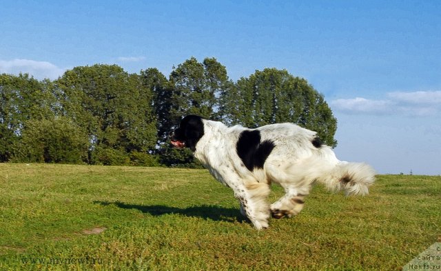 Фото: ньюфаундленд Kloofbears Lancelot for Sent Djons