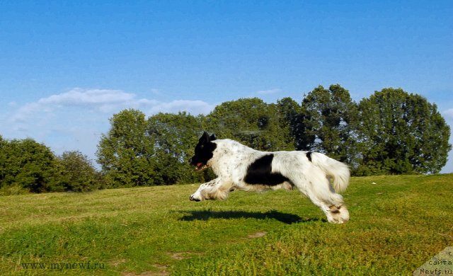 Фото: ньюфаундленд Kloofbears Lancelot for Sent Djons