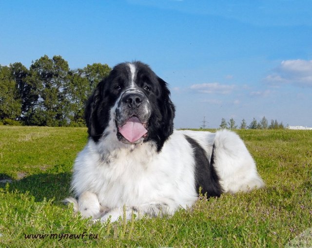 Фото: ньюфаундленд Kloofbears Lancelot for Sent Djons