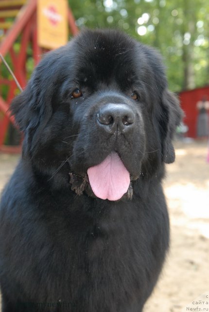 Фото: ньюфаундленд Акватория Келвин Кадриль (Aquatoriya Kelvin Kadril)