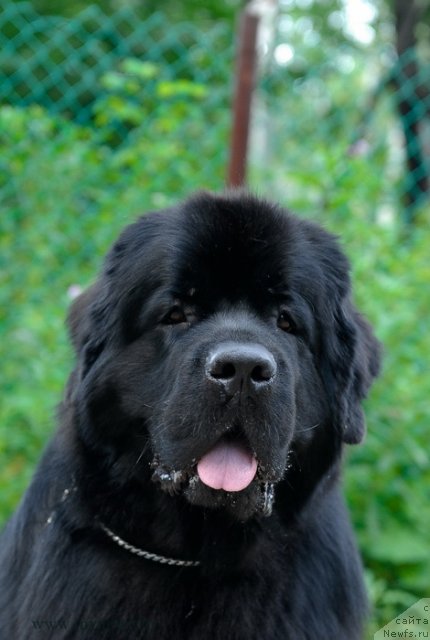 Фото: ньюфаундленд Акватория Келвин Кадриль (Aquatoriya Kelvin Kadril)