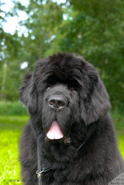 Фото: ньюфаундленд Cayuga Mescalero