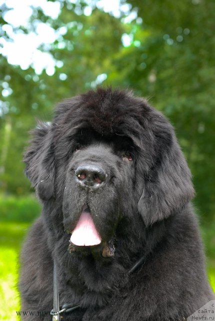 Фото: ньюфаундленд Cayuga Mescalero