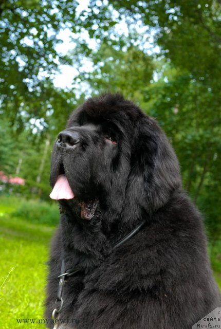 Фото: ньюфаундленд Cayuga Mescalero