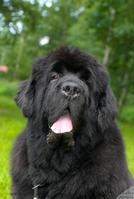 Фото: ньюфаундленд Cayuga Mescalero