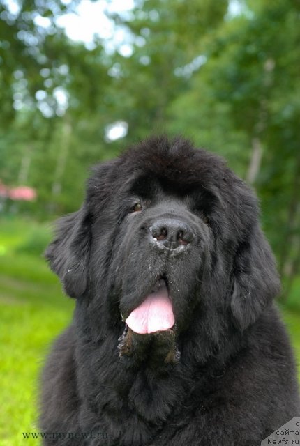 Фото: ньюфаундленд Cayuga Mescalero