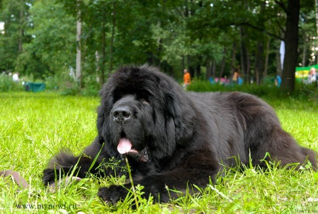 Фото: ньюфаундленд Cayuga Mescalero