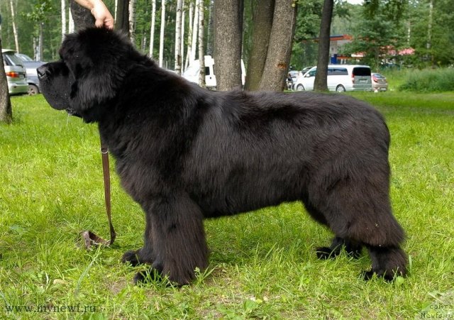 Фото: ньюфаундленд Cayuga Mescalero