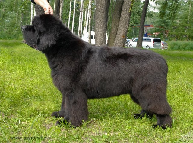 Фото: ньюфаундленд Cayuga Mescalero