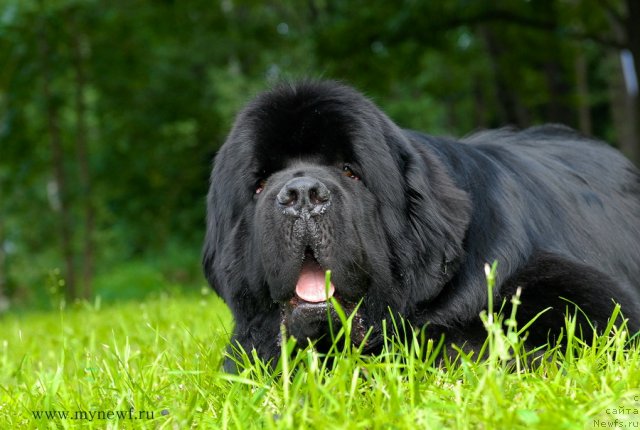 Фото: ньюфаундленд Акватория Келвин Килиманджаро (Aquatoriya Kelvin Kilimandzharo)