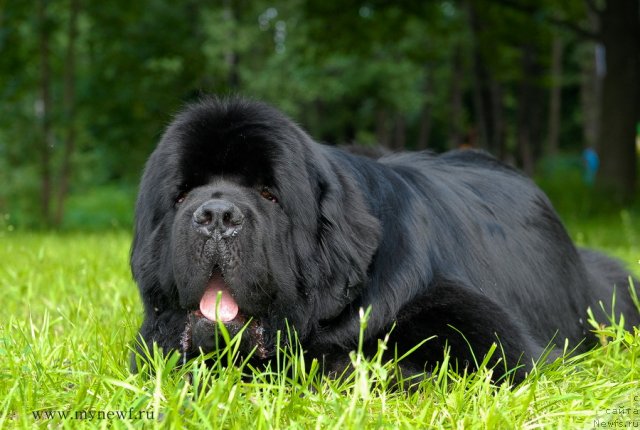 Фото: ньюфаундленд Акватория Келвин Килиманджаро (Aquatoriya Kelvin Kilimandzharo)