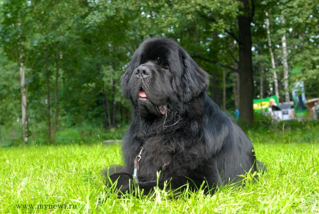 Фото: ньюфаундленд Акватория Келвин Килиманджаро (Aquatoriya Kelvin Kilimandzharo)