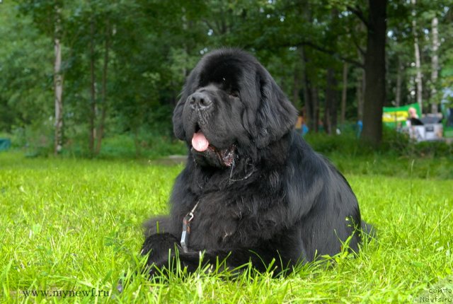 Фото: ньюфаундленд Акватория Келвин Килиманджаро (Aquatoriya Kelvin Kilimandzharo)